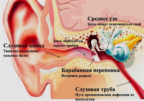 Функции уха - слух и равновесие